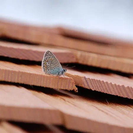L'insolite Jurassienne Chalet Dompierre-sur-Mont